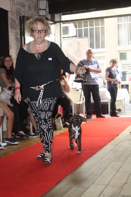 des étoiles d'Yvann - Soirée VIP Dog à Cannes